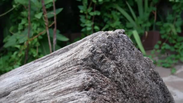 有人把一把砍斧楔在植物背景上的旧树桩上 人把斧头摇进木头里 — 图库视频影像