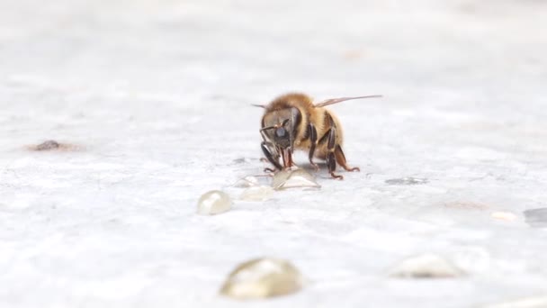 Bienen essen einen Tropfen Honig. Bienen sammeln Honig mit Rüssel. apis mellifera. Nahaufnahme