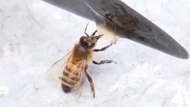 Abeja Comiendo Una Gota Miel Cuchillo Panales Abeja Recolectando Miel — Vídeos de Stock