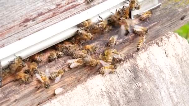 Κοντινά Πλάνα Των Μελισσών Εισέρχονται Στο Μελίσσι Την Καλοκαιρινή Ημέρα — Αρχείο Βίντεο