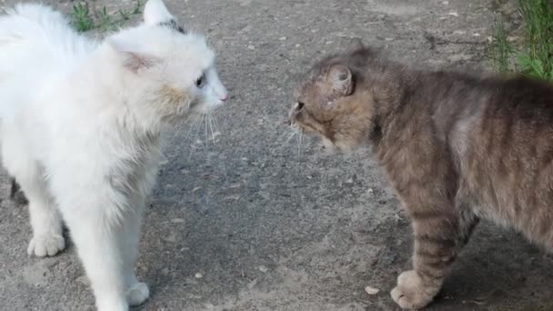 Stray Cats Conflict Approach Fighting Non Contact Fight Street Cats — Stock Video