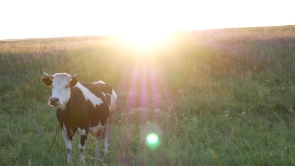 Černá Bílá Kráva Pase Louce Při Západu Slunce Klidné Video — Stock video