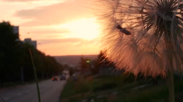 Grande Dente Leone Con Scarabeo Sullo Sfondo Incredibile Tramonto Urbano — Video Stock