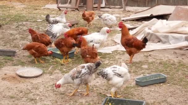 Groep Van Rode Witte Kippen Hanen Zijn Zoek Naar Eten — Stockvideo