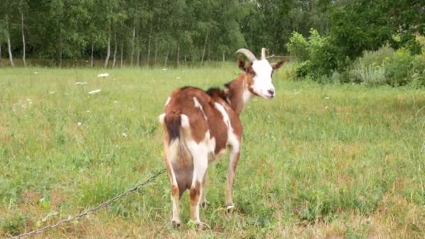 角红色保姆山羊与大白色和黑点是在草地上放牧 — 图库视频影像