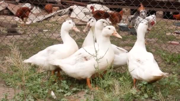 Gruppo Anatre Bianche Piedi Sul Prato Fronte Alla Recinzione Pollo — Video Stock