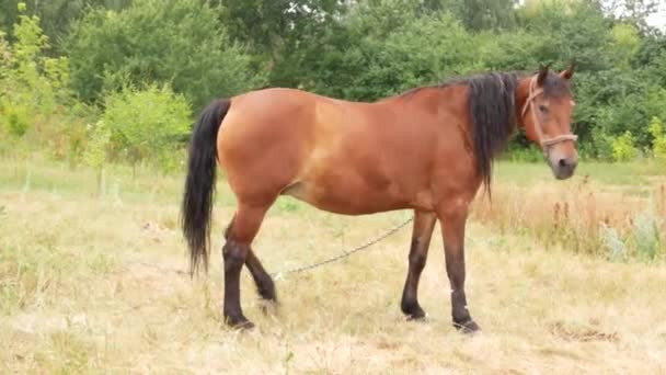 Un beau cheval brun se tient debout et broute dans une prairie par une journée ensoleillée. Chevaux mangeant de l'herbe dans le paysage rural. Animaux domestiques dans les pâturages d'été .