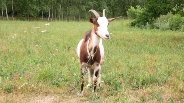角红色保姆山羊与大白色和黑点是在草地上放牧 — 图库视频影像