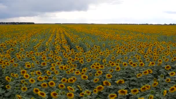 Tournesols dans le champ oscillant dans le vent. Beaux champs avec tournesols en été. Grand champ de tournesols mûrs au coucher du soleil. Tournesols en fleurs .
