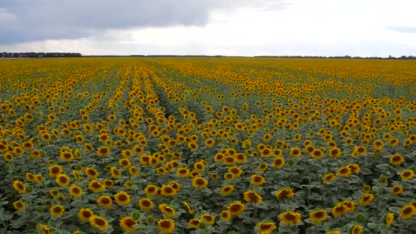 Sunflowers Field Swaying Wind Beautiful Fields Sunflowers Summer Large Field — Stock Video