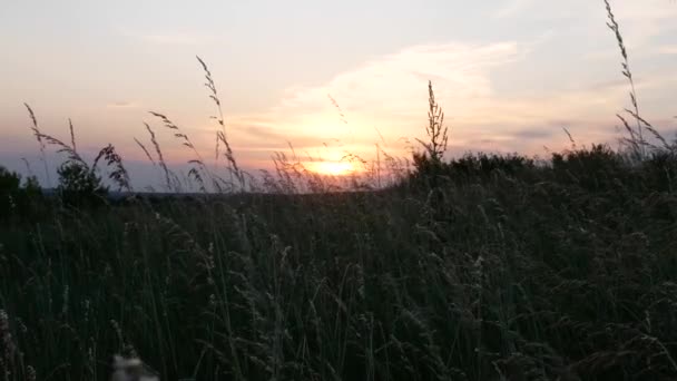 Prachtige Zonsondergang Een Weide Bodem Zicht Door Het Gras Dat — Stockvideo