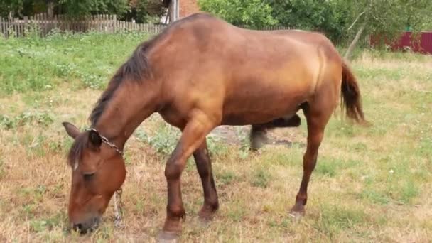 Un beau cheval brun se tient debout et broute dans une prairie par une journée ensoleillée. Chevaux mangeant de l'herbe dans le paysage rural. Animaux domestiques dans les pâturages d'été .