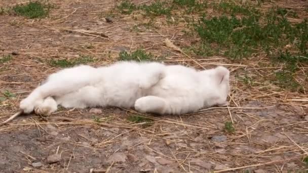 Biały Wiejski Kot Rustykalny Tomcat Jest Basking Słońcu Słomy Porozrzucane — Wideo stockowe