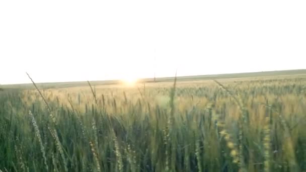 夕日に緑の小麦と野生の花とフィールドの空中ショット 栽培された緑の小麦畑の背景 夏の穀物畑のビデオ映像 — ストック動画