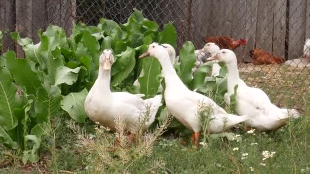 鶏小屋と鶏の葉の前にワサビの葉の近くに立っている白ガチョウのグループ 白ガチョウ アヒル クローズアップ — ストック動画