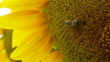Bal arısı çiçek açan ayçiçeğinden nektar ve polen toplar. Yakın çekim