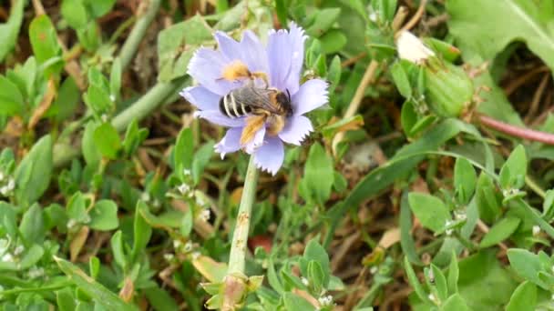 蜜蜂收集花蜜和花粉从盛开的花朵 紫花上的蜜蜂 翼蜂在花草甸收集蜂蜜花蜜 蜜蜂腿上的黄色花粉 阿皮斯 梅利韦拉 — 图库视频影像