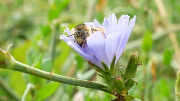 Abeille Miel Récoltant Nectar Pollen Fleur Fleurs Abeille Miel Sur — Video