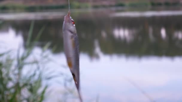 Preso Pesce Crociato Appeso Gancio Pesce Appena Pescato Gancio Una — Video Stock