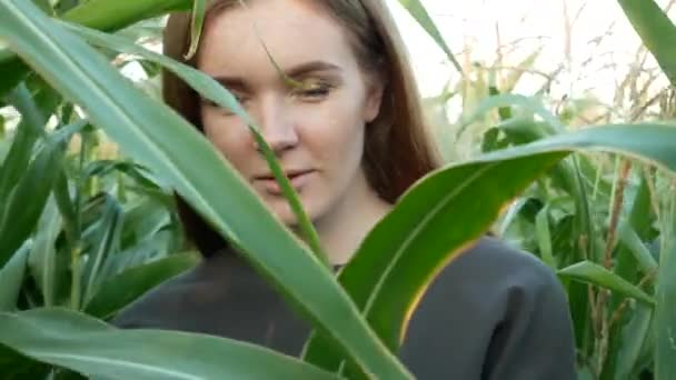 甜美性感的女孩与蓝眼睛走过玉米地 玉米地里一个美丽的微笑女孩的肖像 农业视频 — 图库视频影像
