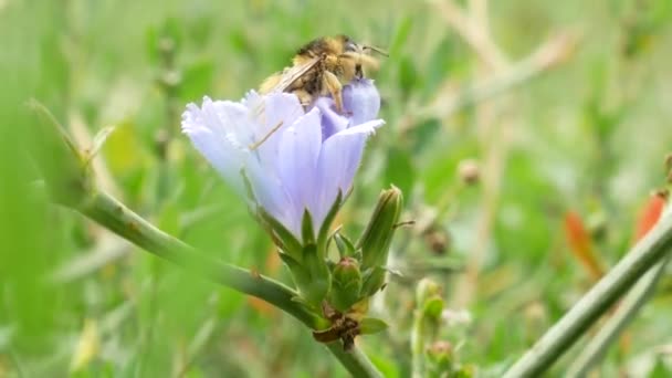 Méz Méh Gyűjtő Pollen Lila Virág Repül Sárga Pollen Méh — Stock videók