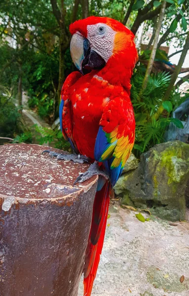 Colorful Parrot Macaw Perched Branch Cancn Xcaret Park Mexico Guacamayo — Stock Photo, Image