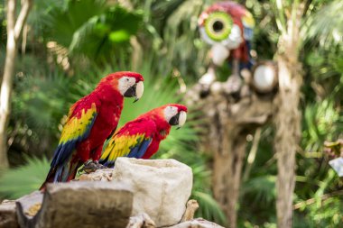 Cancun Meksika xcaret parkta kırmızı macaws ara amaco renkli