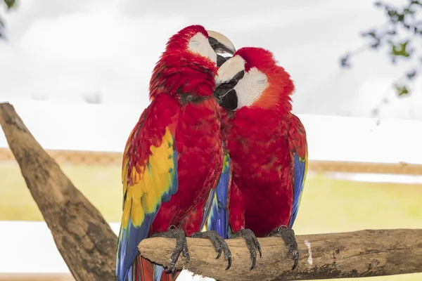 Red Macaws Ara Amaco Colorful Xcaret Park Cancun Mexico — Stock Photo, Image