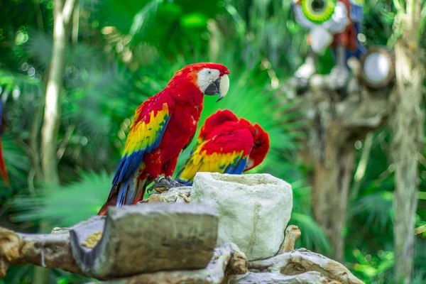 Czerwone Ary Ara Amaco Kolorowe Parku Xcaret Cancun Meksyku — Zdjęcie stockowe