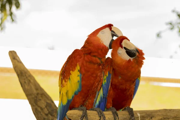 Red Macaws Ara Amaco Colorful Xcaret Park Cancun Mexico — Stock Photo, Image