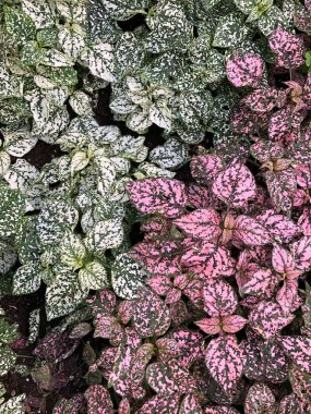 Begonya arka plan bırakır