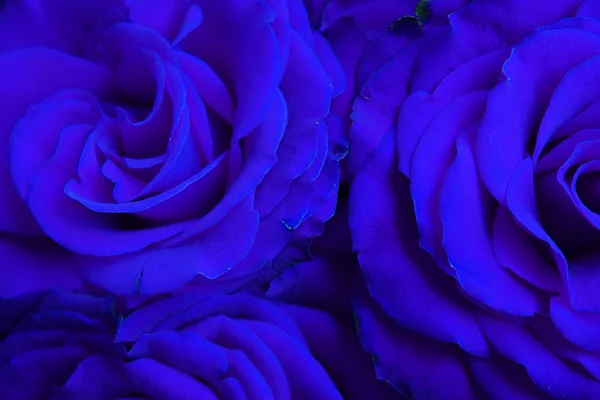 Güzel mavi güller closeup arka plan.