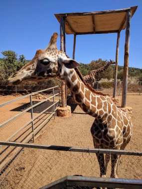 Hayvanat bahçesinde iki güzel zürafa.