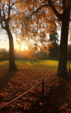 Orman Ağaçlarında Günbatımı. Doğal güneş ışığı.