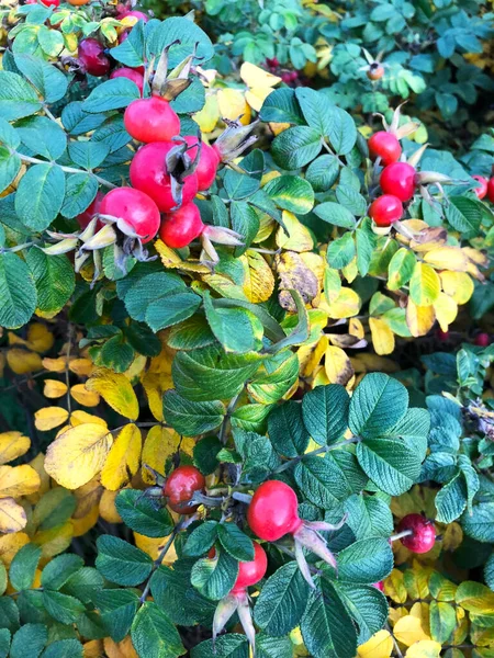 Outono cão rosa frutas . — Fotografia de Stock