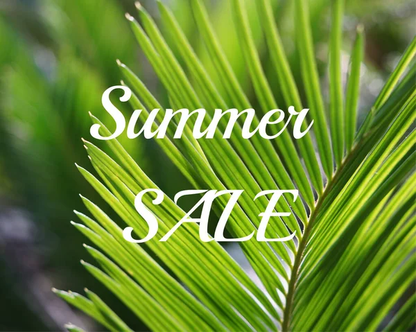 Palmiye yaprakları ile mavi arkaplan.