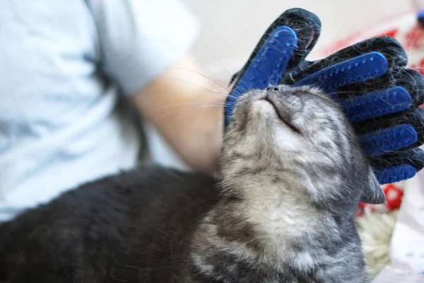 Hombre aseo gato con guantes especiales . — Foto de Stock