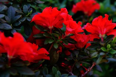 Botanik bahçesinde Rhododendronlar çiçek açar.
