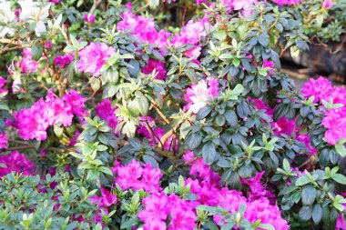 Botanik bahçesinde Rhododendronlar çiçek açar.