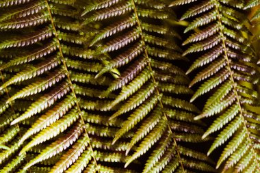 Yeşil eğreltiotu yapraklı arka plan.