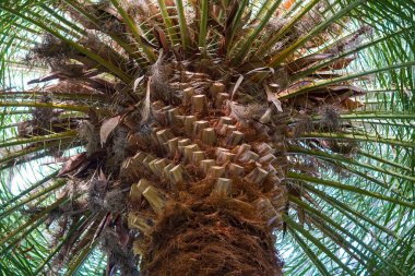 Arka planda palmiye yaprakları var. Seçici odak.