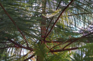 Sedir ağacının iğnelerini kapatın. Güzel arkaplan.