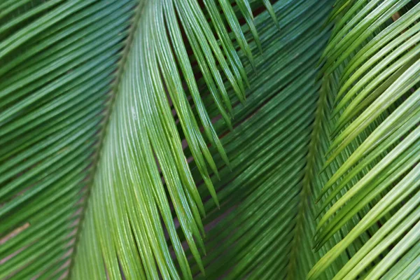 Fundo Azulado Com Folhas Palma Jardim Botânico — Fotografia de Stock