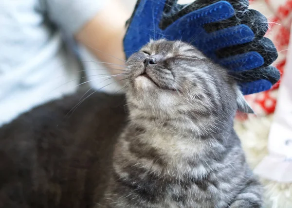 Hombre Aseo Gato Con Guantes Especiales Cuidado Mascotas — Foto de Stock