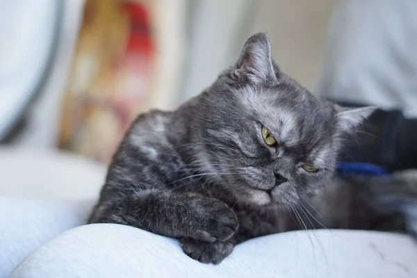 Hombre Aseo Gato Con Guantes Especiales Cuidado Mascotas — Foto de Stock