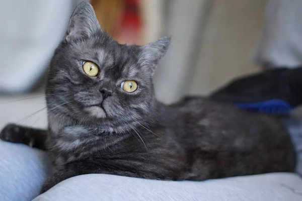 Homem Aliciando Gato Com Luvas Especiais Cuidados Com Animais — Fotografia de Stock