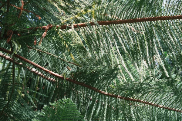 杉のThuja針で美しいクリスマスの背景 — ストック写真