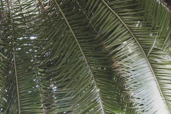 Tło Liśćmi Palmy Ogrodzie Botanicznym — Zdjęcie stockowe