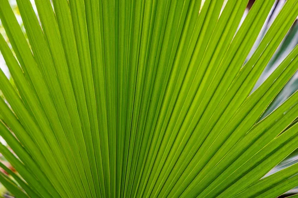Background with palm leaves in botanical garden.