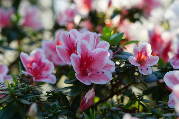 Les Rhododendrons Fleurissent Soleil Dans Jardin Botanique — Photo